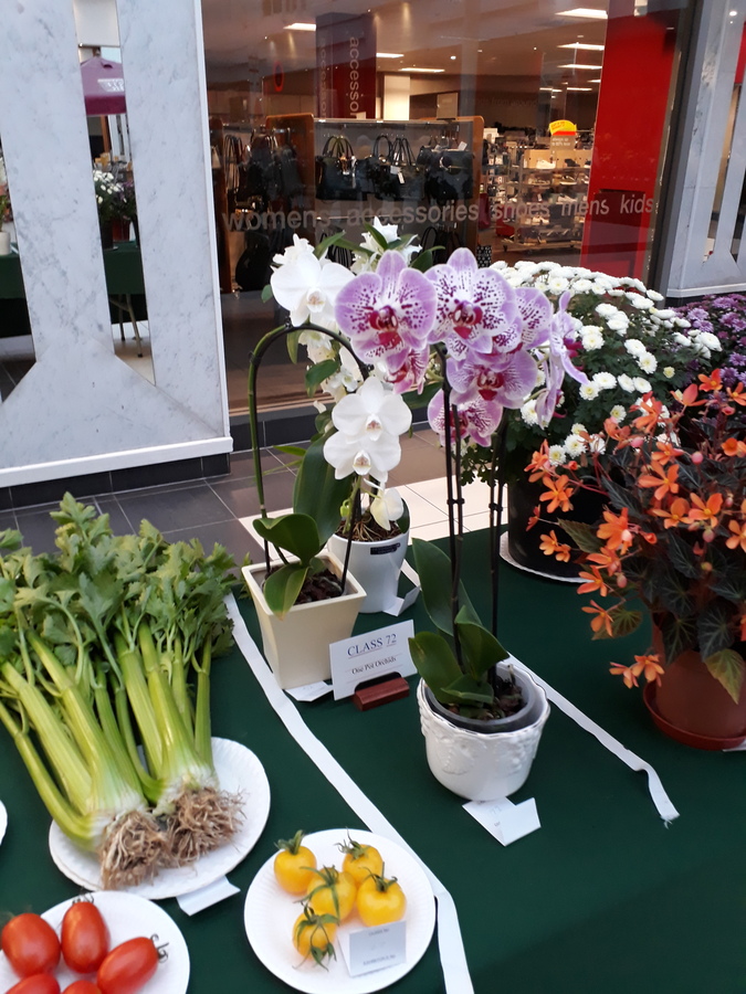SCGS autumn show 20191026 (10)
